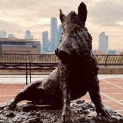 Sutton's Boar Profile