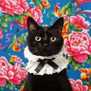 Little Baby Kitty Profile