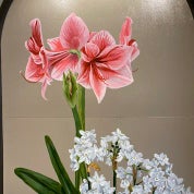 Queen Anne's Lace Profile