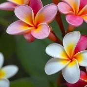 Kelly's Shop Profile