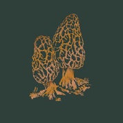 Evangeline Linens Profile