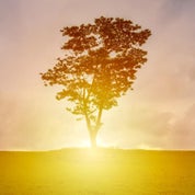 Sunshine Finds Profile