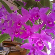 Dianne Griffith Profile