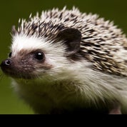 The Eclectic Collector Profile