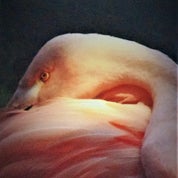 Coyote Moon Antiques Profile