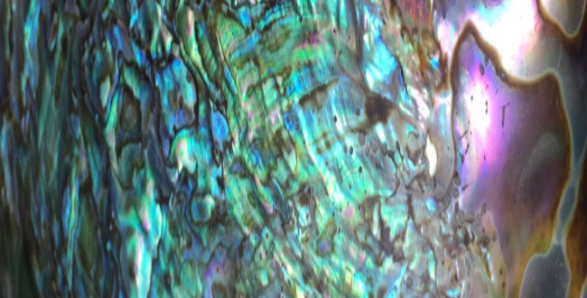 Shop Banner