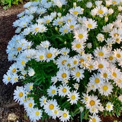 DAISY 11 DESIGN Profile