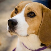 Troy Home and Craft Profile