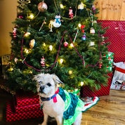 Thee antique queen Profile