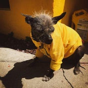 Kevin C. of Perpetual Nomads Profile