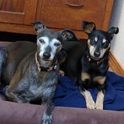 Pelican Antiques Profile