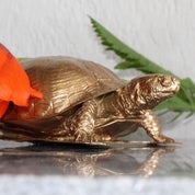 the turtle road Profile