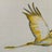 Golden Crane Avatar