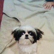 OBJEX Of YORE Profile