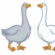 Goose and Gander Profile