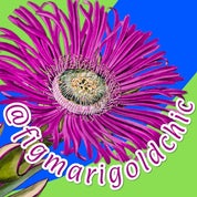 Fig Marigold Chic Profile