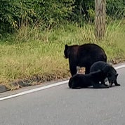 BRIDGING TIME GALLERY AND ANTIQUES Profile