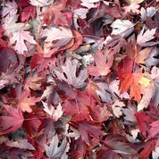 The Bower Bird Cache Profile