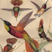 Hummingbird Antiques Profile