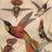 Hummingbird Antiques Avatar