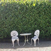 Peek Over The Hedge Profile