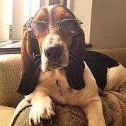 What The Hounds Found Profile