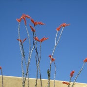 What The Kat Dragged In Profile