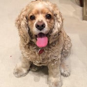 Tom Hammond Studio Profile