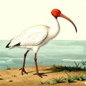 White Ibis Profile
