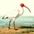 White Ibis Avatar