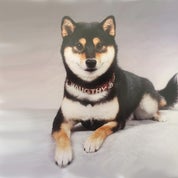 Treasure Hunters 917 Profile