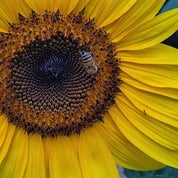 The Decorative Buzz Profile