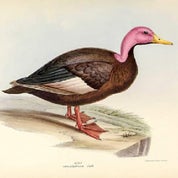 Pink Mallard Vintage Profile
