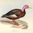 Pink Mallard Vintage Avatar