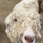 Abby's Finds Profile