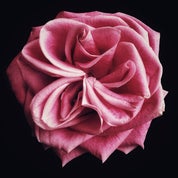 Debi Shapiro Photography Profile