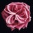 Debi Shapiro Photography Avatar