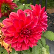 Curious Antique Profile