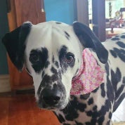 Wythe Company LLC Profile