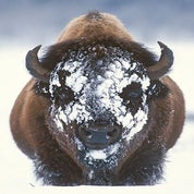 Buffalo Creek Antiques Profile