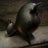 Dogs ran away again, LLC Avatar