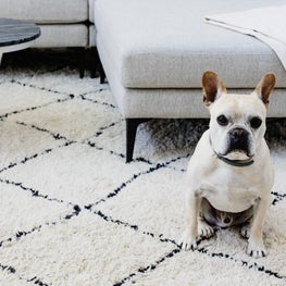 A Dog's Natural Habitat: Vintage Moroccan Rug 