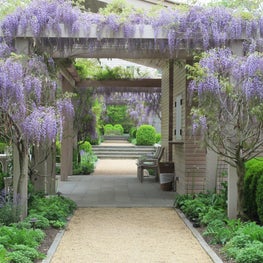 A wisteria-draped pergola and gravel path leads to the entry of home and garden.