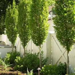 Buckhead - Landscape Details