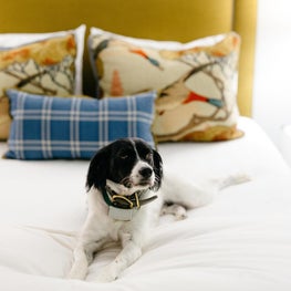 Williamsborough Court