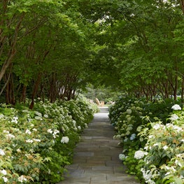 Garden walk through an allee of Crepe Myrtles