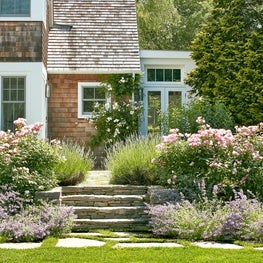 Beds of Catmint, Blushing Knockout Roses, and Lavender.