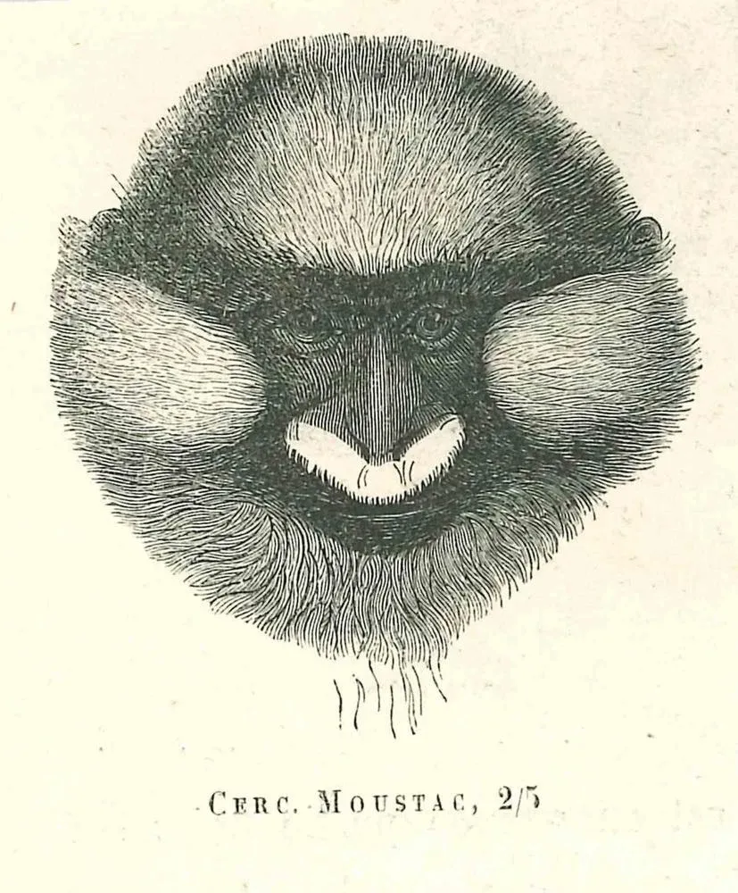 Paul Gervais, The Monkey, Original Lithograph, 1854