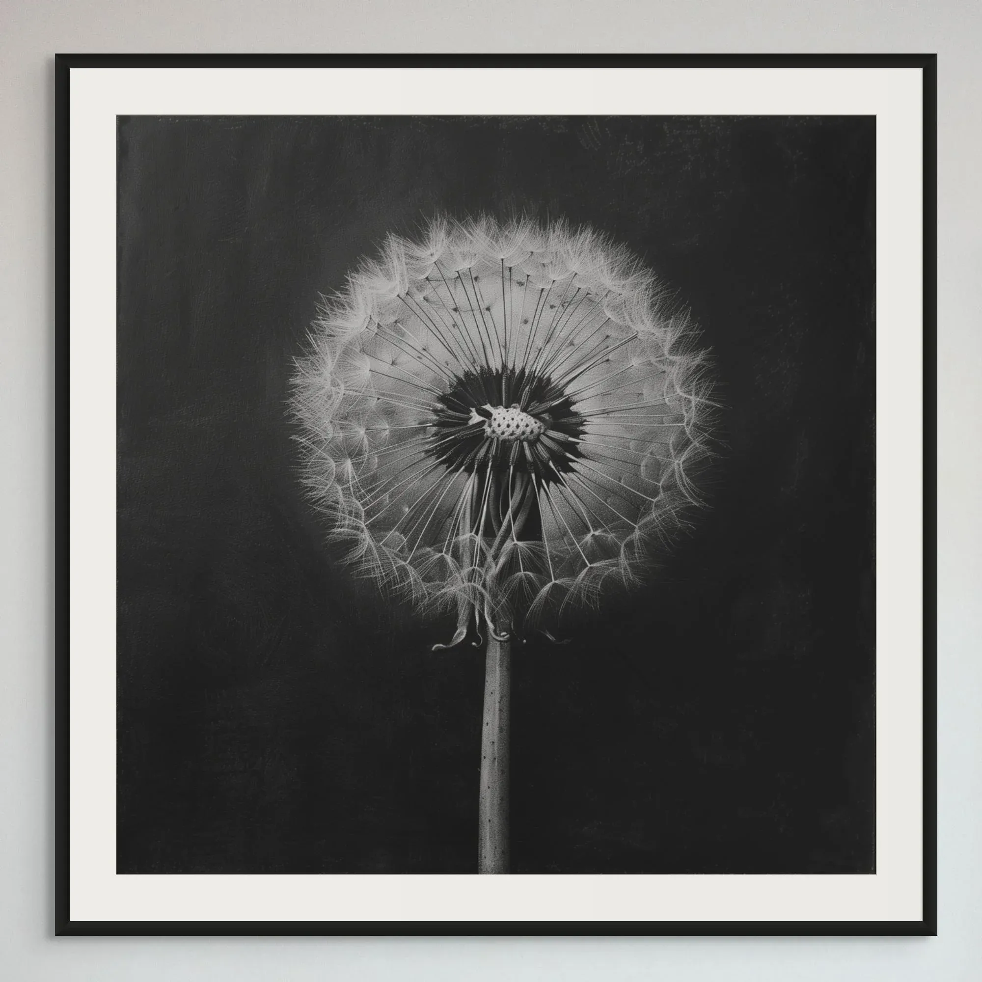 27.5' X 27.5' - 'Dandelion' #7 - Black and White Limited Edition