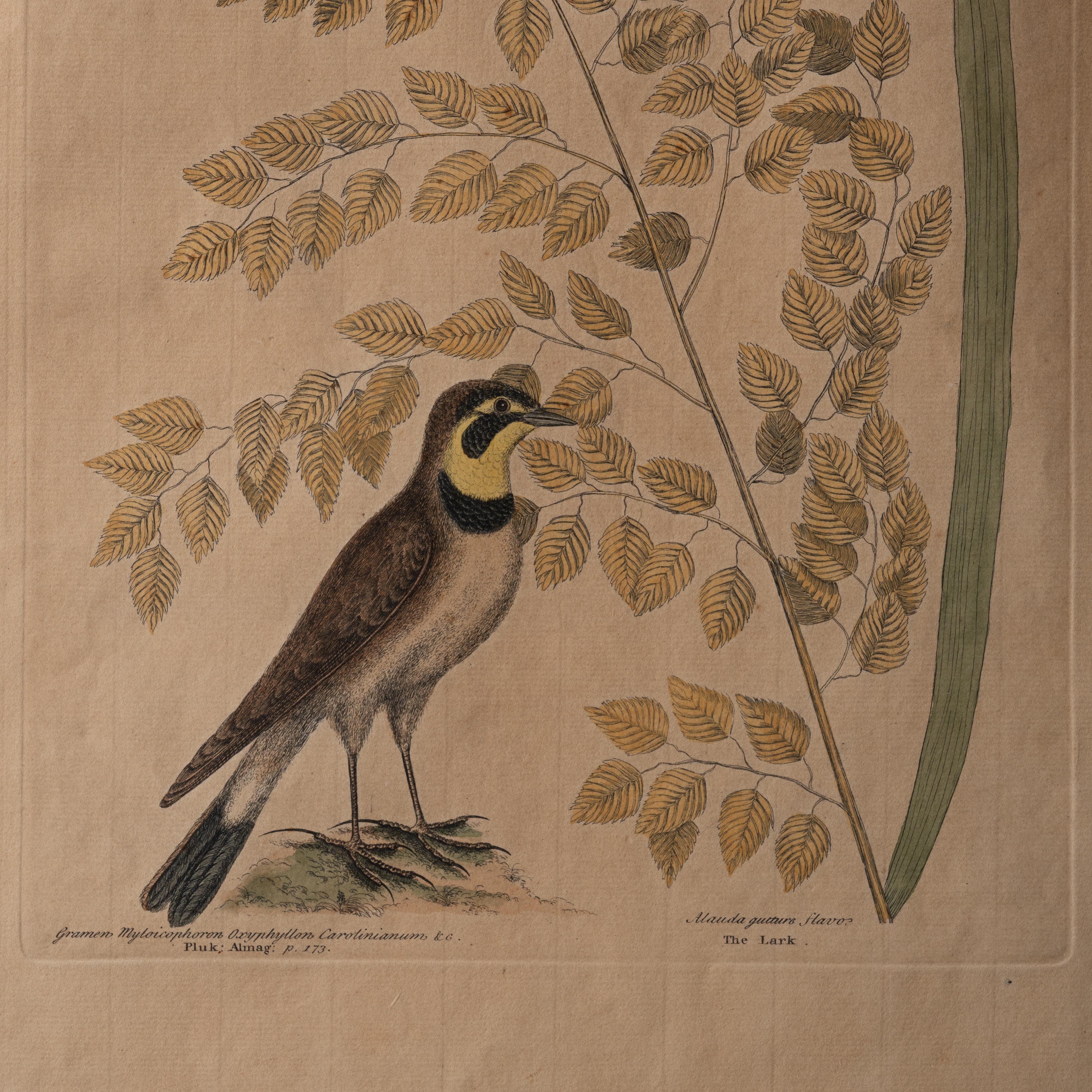 The Lark, Mark Catesby, C.1754 | Chairish